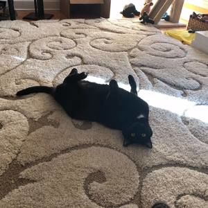 Meet your Posher, Nicky